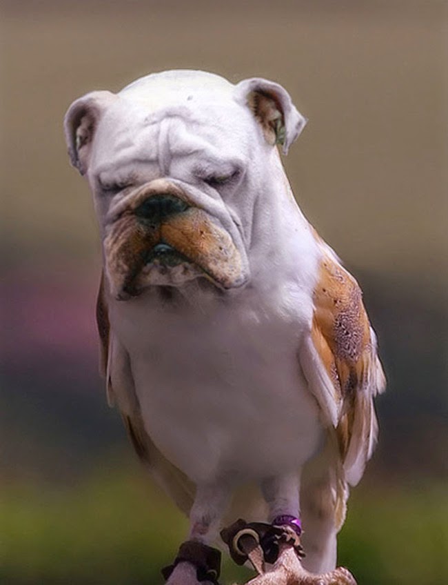 k%C3%B6pekler ku%C5%9Flar rooteto2